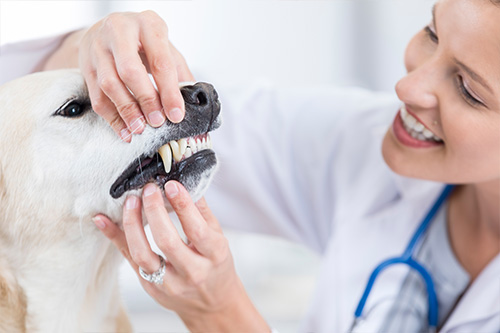 veterinarian checking a dog's teeth