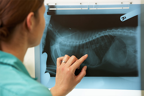 veterinarian checking x-ray